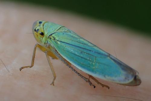 Cicadella viridis